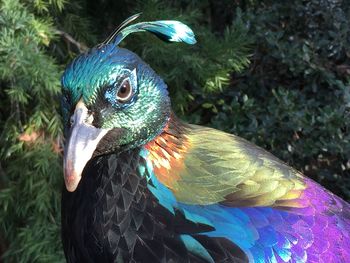 Close-up of peacock