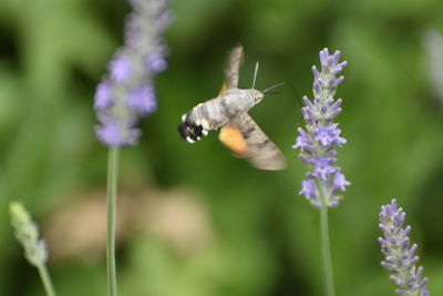 Close-up of butterfly pollinating on purple flower