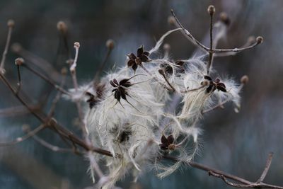 Close-up of wilted plant