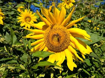 Close-up of sunflower