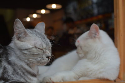 Close-up of cat sitting on floor