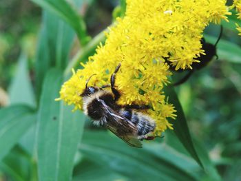 Close-up of bee pollinating on yellow flowers