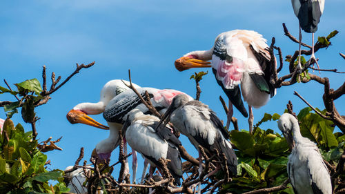 Low angle view of birds perching on branch