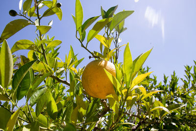 Low angle view of fruits growing on tree against sky