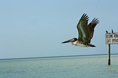 Birds flying over the sea