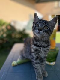 Portrait of cat sitting outdoors