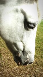 Close-up of a dog