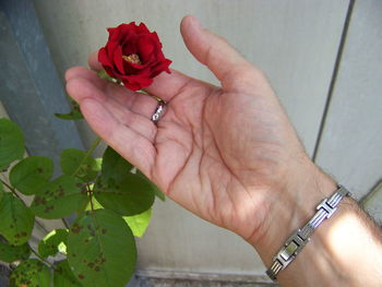 Close-up of hand holding rose bouquet