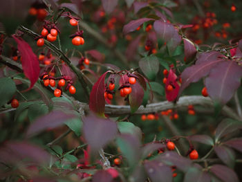 Close-up of red berries growing on tree