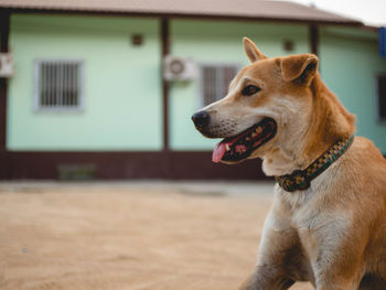 Close-up of dog looking away