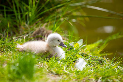 White duck in a field