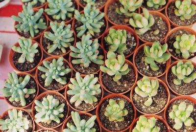 High angle view of plants in greenhouse