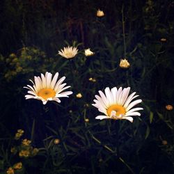 Close-up of white daisy flowers