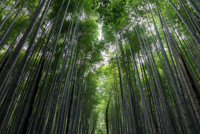 Full frame shot of trees