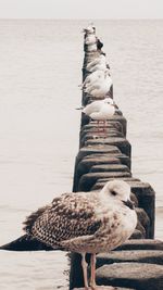 Bird perching on a beach