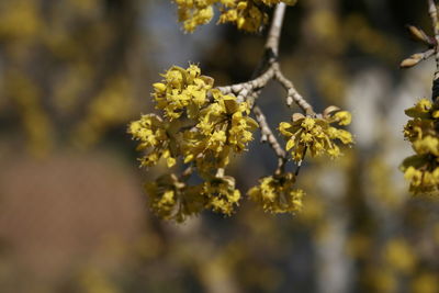 Close-up of yellow flowering plant
