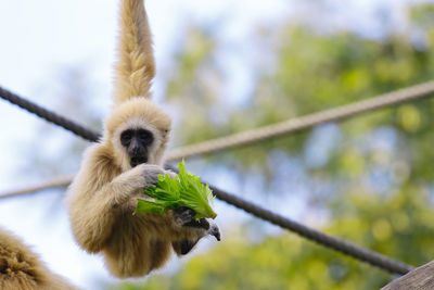 Low angle view of monkey hanging in zoo