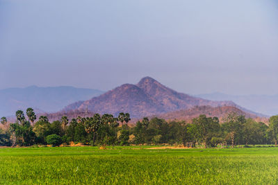 Scenic view of field against sky