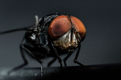 Close-up of fly against black background