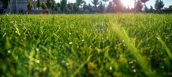 Close-up of fresh green grass in field