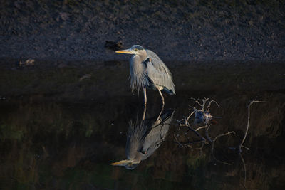 High angle view of gray heron perching on a lake