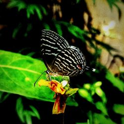 Close-up of butterfly on flower