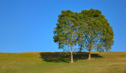 Tree on field against clear blue sky