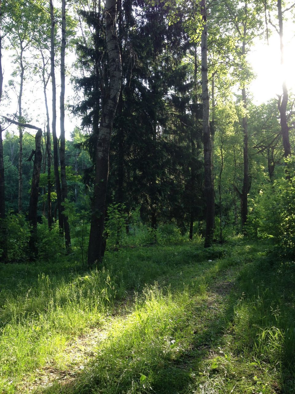 tree, grass, tranquility, growth, tree trunk, green color, tranquil scene, nature, forest, beauty in nature, landscape, scenics, field, sunlight, grassy, woodland, branch, non-urban scene, day, no people