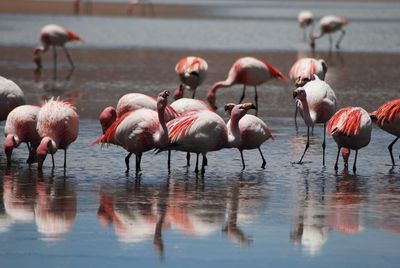 Flock of birds in lake