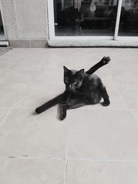 Portrait of cat sitting on floor