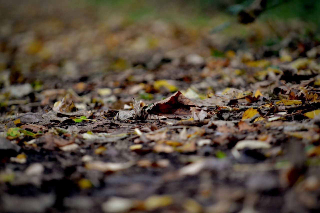 autumn, leaf, dry, change, leaves, fallen, surface level, selective focus, season, field, nature, falling, ground, close-up, tranquility, outdoors, abundance, day, no people, maple leaf
