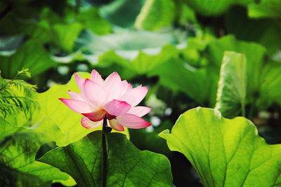 Close-up of pink flowers