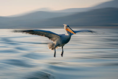 Close-up of a bird