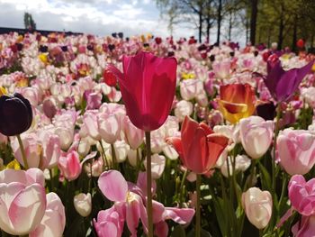 Close-up of pink flowers blooming in park