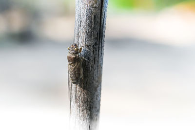 Close-up of grasshopper on wooden post