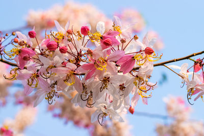 Close-up of pink cherry blossom against sky