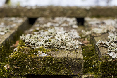 Close-up of snow on plants