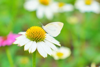 Close-up of butterfly pollinating on white flower