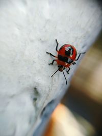 Close-up of insect