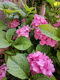 High angle view of pink flowers blooming outdoors