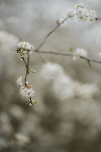 Close-up of cherry blossoms in spring