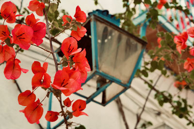 Close-up of red flowering plant