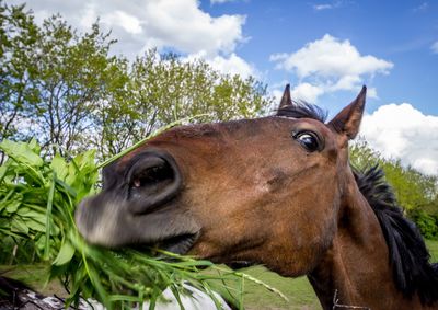 Close-up of horse on field against sky