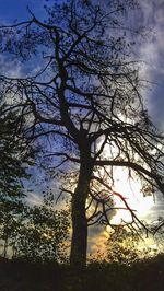 Low angle view of silhouette tree against sky