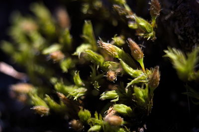 Close-up of flowering plant