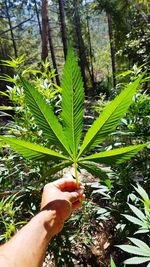 Close-up of hand holding leaf