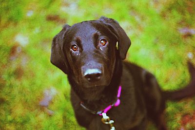 Portrait of black labrador