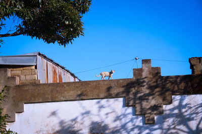 Low angle view of bird against clear blue sky