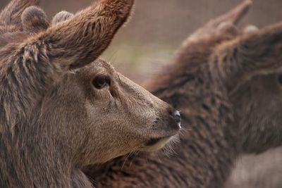 Close-up of deer looking away