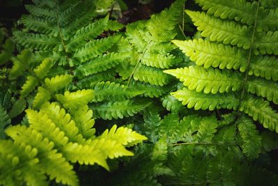 High angle view of fern leaves